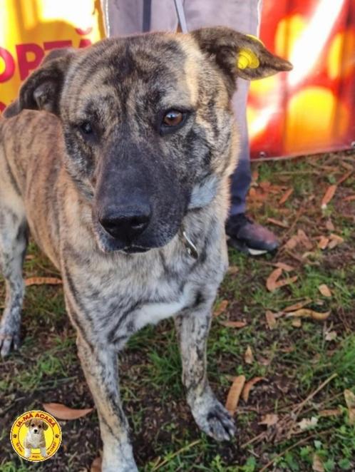 Dexter ter adoptie!, Dieren en Toebehoren, Honden | Niet-rashonden, Groot, Reu, Particulier, Eén hond, Buitenland, 6 jaar of ouder