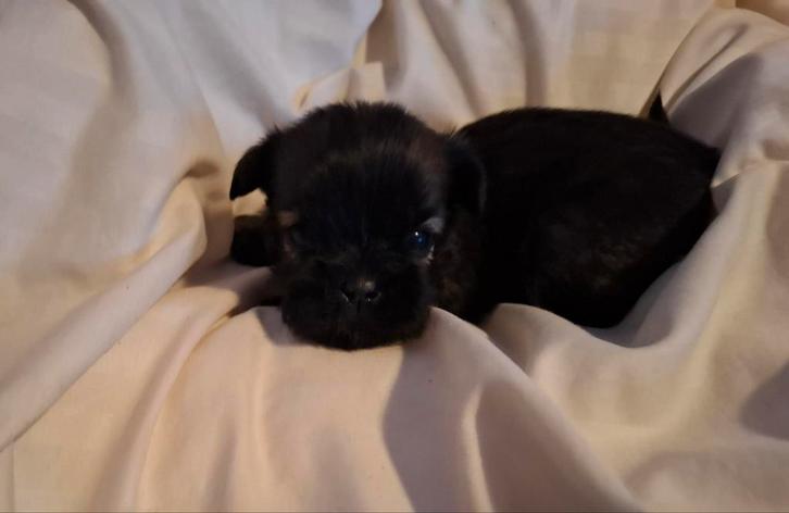 Nog 1 reutje beschikbaar zeer huiselijk, Dieren en Toebehoren, Honden | Chihuahua's en Gezelschapshonden, Reu, Maltezer, Particulier