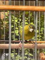 Bastaard 2023, Dieren en Toebehoren, Vogels | Overige Vogels, Mannelijk, Wildzangvogel, Geringd
