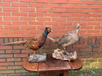 Opgezet fazantenpaar, Ophalen, Gebruikt, Opgezet dier
