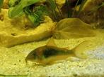 Op zoek naar Corydoras Aeneus., Dieren en Toebehoren