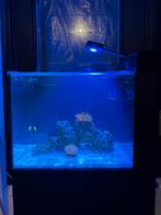 Te koop: Waterbox Peninsula AIO 25 met kast – Complete set, Dieren en Toebehoren, Ophalen, Zo goed als nieuw, Gevuld zeewateraquarium