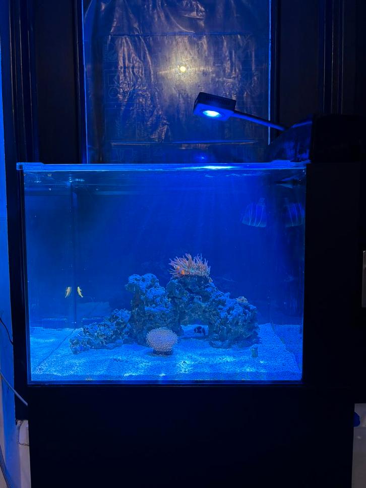 Te koop: Waterbox Peninsula AIO 25 met kast – Complete set, Dieren en Toebehoren, Vissen | Aquaria en Toebehoren, Zo goed als nieuw