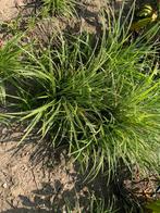 Carex plant siergras groen blijvend 2 gratis bij afname 10x, Ophalen, Siergrassen, Halfschaduw