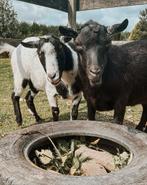 Twee gecastreerde bokjes zoeken nieuw huis, Dieren en Toebehoren, Schapen, Geiten en Varkens, Mannelijk, Geit