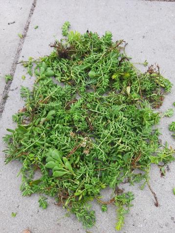 SEDUMSTEKKEN/SEDUMSPROSSEN €8,,50 per kg beschikbaar voor biedingen