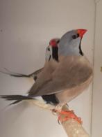 2-2 Spitstaart amadines, Dieren en Toebehoren, Meerdere dieren, Tropenvogel, Geringd