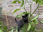 3 lieve kittens zoeken een warme huis, Dieren en Toebehoren, Katten en Kittens | Overige Katten, Geslacht onbekend, Kortharig