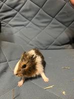Jonge cavia’s te koop zeugjes!, Dieren en Toebehoren, Knaagdieren, Augustus, Vrouwelijk, Cavia