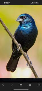 Jacarinavink/gors, Dieren en Toebehoren, Vogels | Overige Vogels, Meerdere dieren