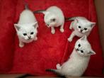 Britse korthaar kittens, Ontwormd, 0 tot 2 jaar, Poes