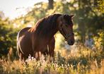 Lieve PRE ruin!, Dieren en Toebehoren, B, Ruin, 3 tot 6 jaar, Gechipt