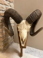 Moeflon hoorn groot 40 cm breed, Ophalen, Gebruikt, Wild dier, Gewei of Kop