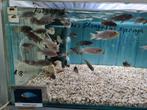 Metriaclima Aurora Malawi Cichliden, Vis, Zoetwatervis
