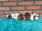 7 super lieve cavia beertjes te reserveren, Dieren en Toebehoren, Knaagdieren, Cavia, Mannelijk, Tam, September