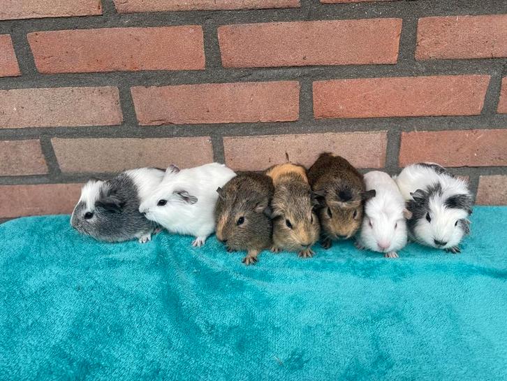 7 super lieve cavia beertjes te reserveren, Dieren en Toebehoren, Knaagdieren, Mannelijk, Cavia, September, Tam