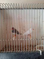 Koppels zebravinken, Dieren en Toebehoren, Meerdere dieren, Tropenvogel