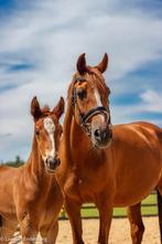 Fok/ recreatie merrie, Dieren en Toebehoren, Pony's, Merrie, 11 jaar of ouder