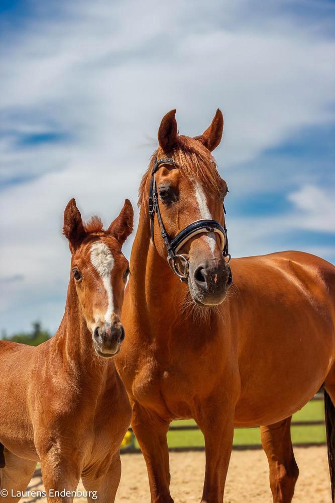 Fok/ recreatie merrie, Dieren en Toebehoren, Pony's, Merrie, 11 jaar of ouder