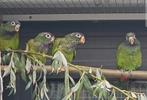 3-1 Pionus maximiliani. '25, Dieren en Toebehoren, Meerdere dieren, Papegaai, Geringd
