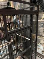 3 mooie halsbandparkieten, Dieren en Toebehoren, Meerdere dieren, Parkiet