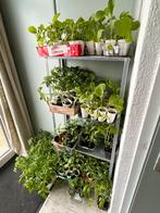 Moestuin planten tomaat, aubergine, peper, Zomer, Ophalen, Groenteplanten, Eenjarig