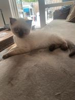 NOG MAAR TWEE Kittens – Half Siamees x korte brits haar, Kater