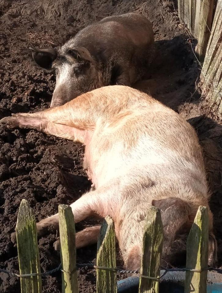 Aangeboden: 2 scharrelvarkens slachtrijp, Dieren en Toebehoren, Schapen, Geiten en Varkens, Schaap, Meerdere dieren