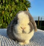 Prachtige minilop ram, Dieren en Toebehoren, Konijnen, Mannelijk, Dwerg, Hangoor
