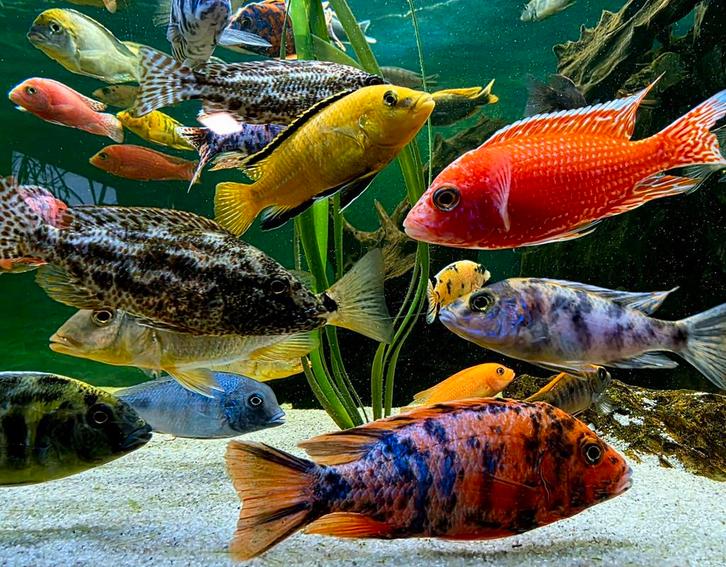 Malawi cichliden super-Quality L/XL 10 - 20 cm, Dieren en Toebehoren, Vissen | Aquariumvissen, Zoetwatervis, Vis, Schoolvis