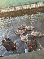 Zwarte Zwanen van dit jaar 5 stuks, Dieren en Toebehoren, Pluimvee, Meerdere dieren, Gans of Zwaan