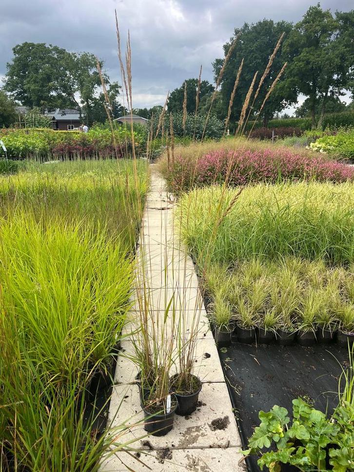 Calamagrostis Karl Foerster, Tuin en Terras, Planten | Tuinplanten, Overige soorten, Volle zon, Zomer, Ophalen of Verzenden