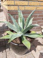 Groene agave, Ophalen of Verzenden, Bloeit niet, Overige soorten, Volle zon