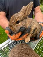Babykonijntjes te koop!, Dieren en Toebehoren, Meerdere dieren, Dwerg