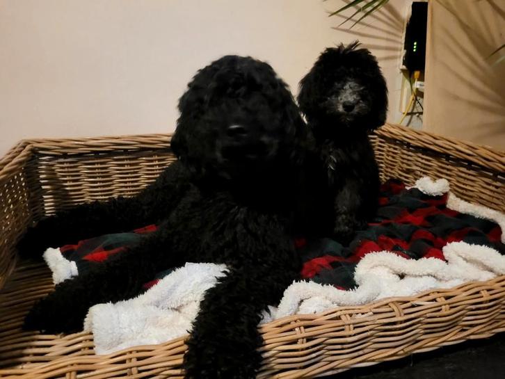 Koningspoedel pups nog 2 reutjes en 1 teefje beschikbaar, Dieren en Toebehoren, Honden | Retrievers, Spaniëls en Waterhonden, Meerdere dieren