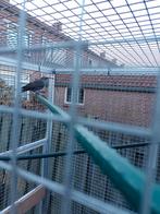 Europese spreeuw, Meerdere dieren, Parkiet