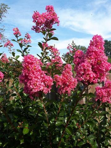 Indische Sering, Lagerstroemia in diverse soorten en maten beschikbaar voor biedingen