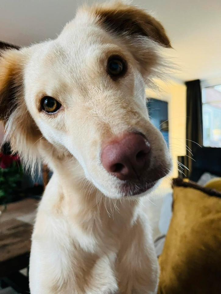 Wie kan er een halve dag op mij passen?, Dieren en Toebehoren, Overige Dieren, Vrouwelijk, September