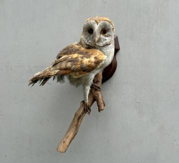 Uil - kerkuil - oude taxidermie beschikbaar voor biedingen