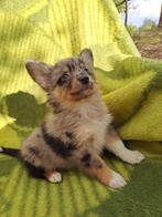 Leuke sheltie x kees pups, Dieren en Toebehoren, CDV (hondenziekte), Particulier, Meerdere, 8 tot 15 weken