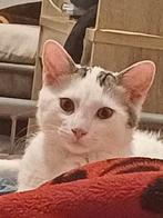 Witte korthaar Kater, Dieren en Toebehoren, Kater, Ontwormd, 0 tot 2 jaar