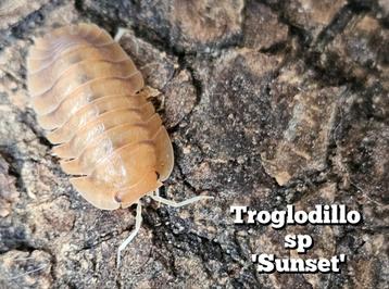 Troglodillo sp 'Sunset' beschikbaar voor biedingen