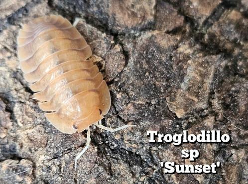Troglodillo sp 'Sunset', Dieren en Toebehoren, Insecten en Spinnen, Overige soorten