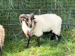 Dassenkop Drents heideschaap goed gekeurde ram, Dieren en Toebehoren, Mannelijk, Schaap
