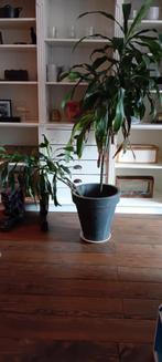 Grote Kamerplanten met Pot - Zevenbergen, Ophalen of Verzenden
