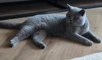 Britse Korthaar kater met stamboom zoekt zijn forever home., Dieren en Toebehoren, Katten en Kittens | Raskatten | Korthaar, Kater