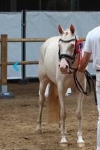 3-jarige voorlopig keur merrie (D pony), Dieren en Toebehoren, Merrie, Gechipt, 3 tot 6 jaar, Onbeleerd