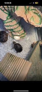 Muskusschidpadden, Dieren en Toebehoren, Reptielen en Amfibieën, Schildpad, Met terrarium, 0 tot 2 jaar