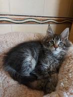 Russische Maine Coon kittens, Meerdere dieren, Met stamboom, 0 tot 2 jaar