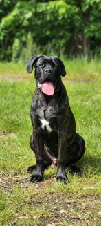 forever huisje gezocht voor kruising cane corso 2 jaar, Dieren en Toebehoren, 6 jaar of ouder, Reu, Eén hond, Nederland